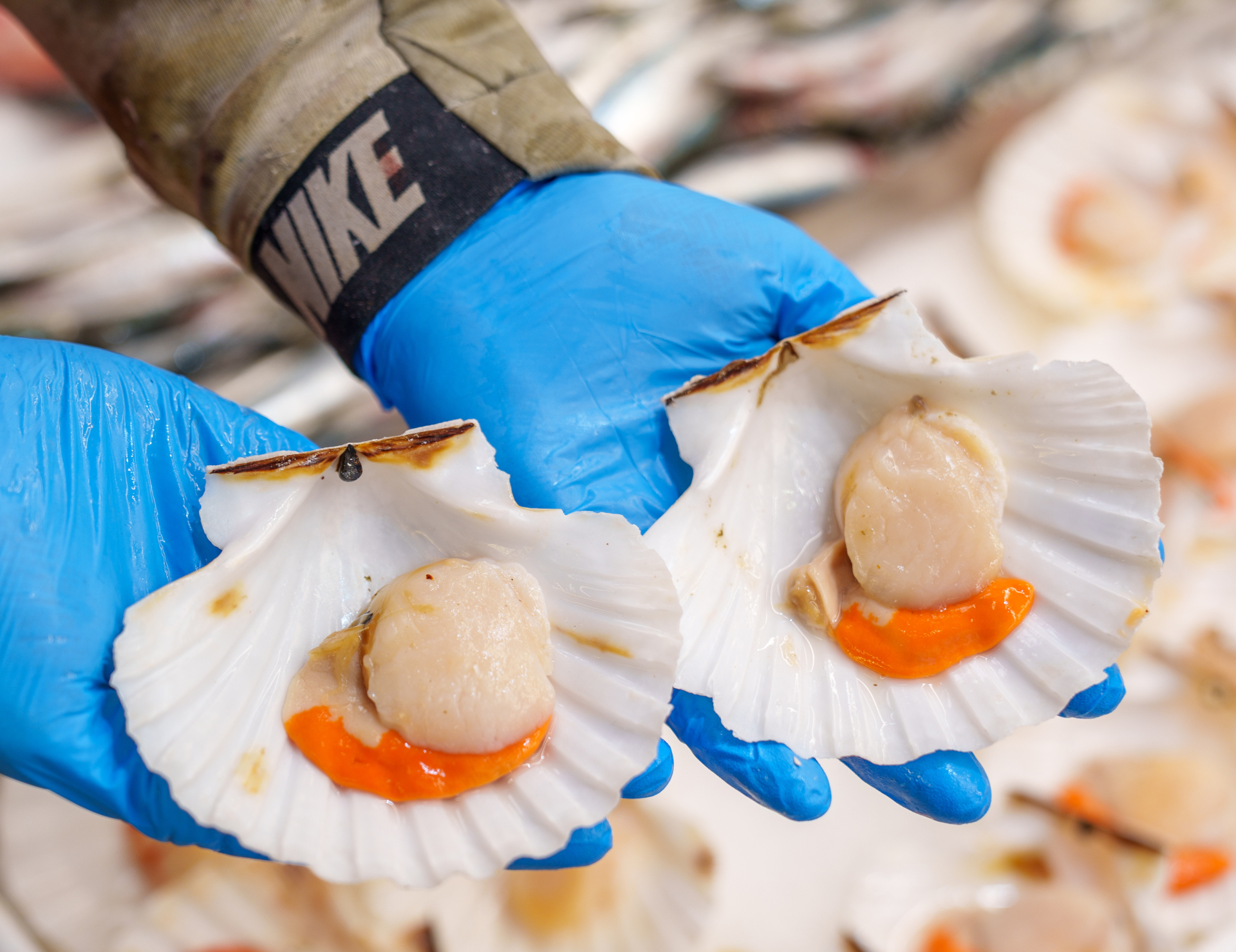 Fish scallops